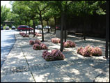 photo of Dorothy Yeck shrub garden