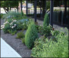 photo of Dorothy Yeck shrub garden