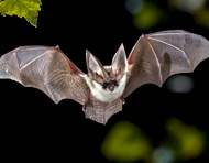 Bats! with the Cincinnati Museum Center