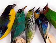 The Best of Biology with Cincinnati Museum Center