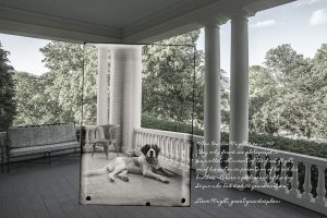 Dog on porch photo collage